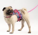 Kaçış Önleyici Ayarlanabilir Küçük Irk ve Büyük Irk Köpek Göğüs Tasma Seti ve Gezdirme İpi (Etnik Pembe, 3XL)